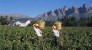 南非葡萄酒业看好中国市场